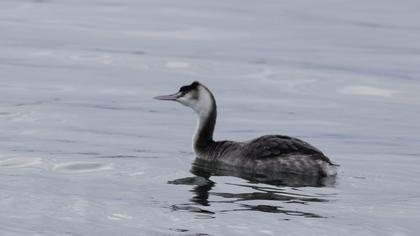 Great Crested Grebe