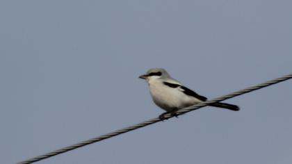 Great Grey Shrike
