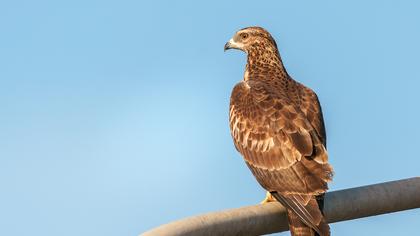 Crested Honey Buzzard