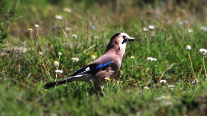 Eurasian Jay