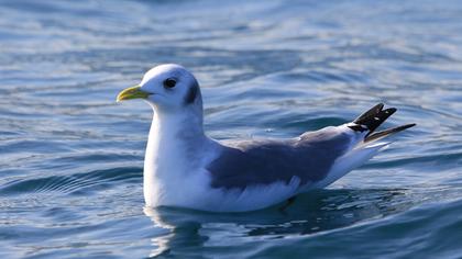 Black-legged Kittiwake