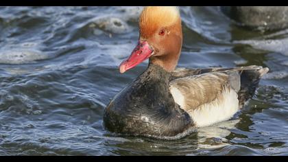 Red-crested Pochard