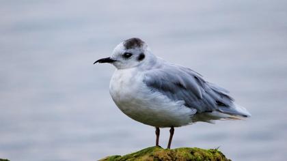 Little Gull