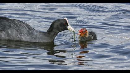 Eurasian Coot