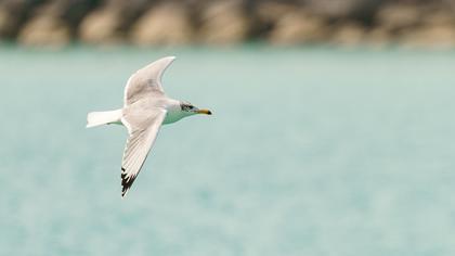 Pallas`s Gull