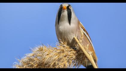 Bearded Reedling