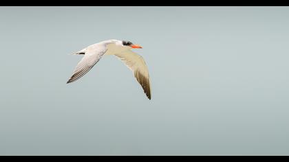 Caspian Tern