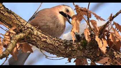 Eurasian Jay