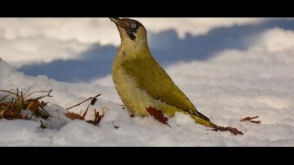 European Green Woodpecker
