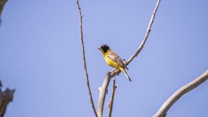 Black-headed Bunting