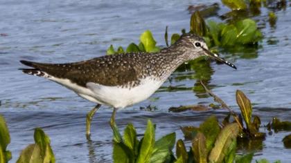 Green Sandpiper