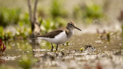 Common Sandpiper