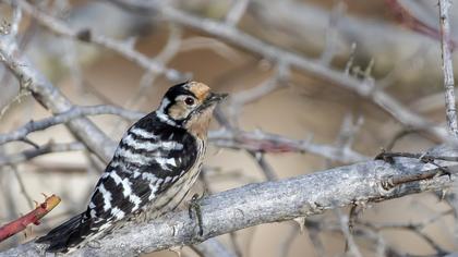 Lesser Spotted Woodpecker