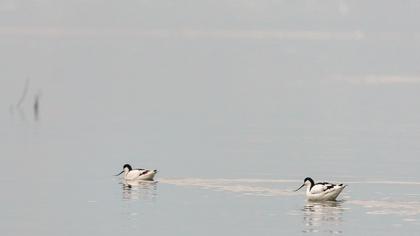 Pied Avocet