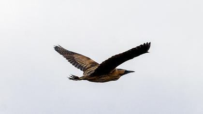 Eurasian Bittern