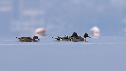 Northern Pintail