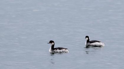 Black-necked Grebe
