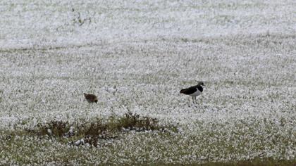 Northern Lapwing