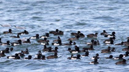 Tufted Duck