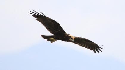 Western Marsh Harrier