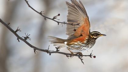 Redwing