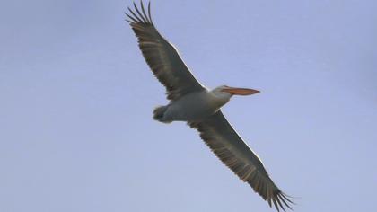 Dalmatian Pelican