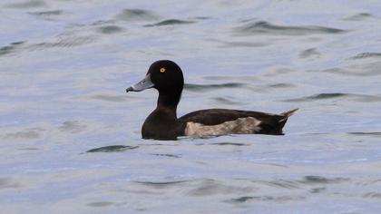 Tufted Duck