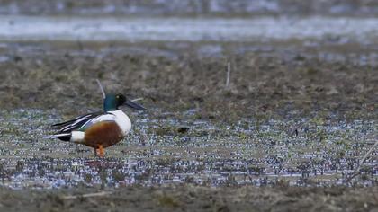 Northern Shoveler