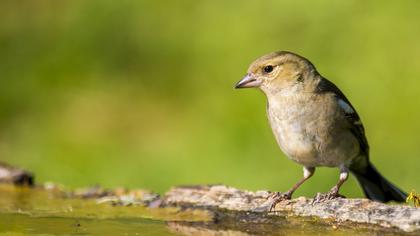Common Chaffinch