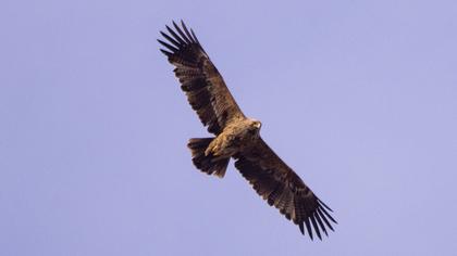 Eastern Imperial Eagle