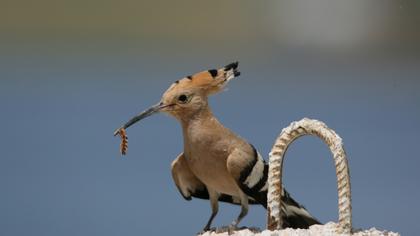 Eurasian Hoopoe