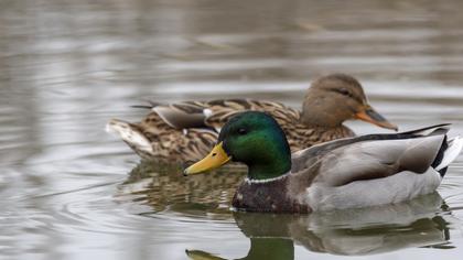 Mallard