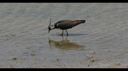 Northern Lapwing