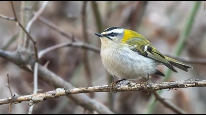 Common Firecrest