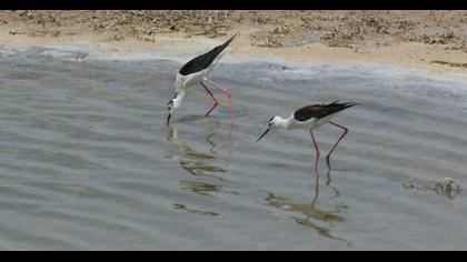 Black-winged Stilt