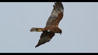 Western Marsh Harrier