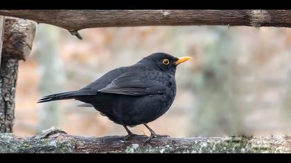 Common Blackbird