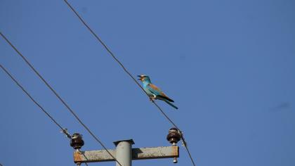 European Roller