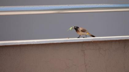 White-spectacled Bulbul