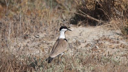 Spur-winged Lapwing