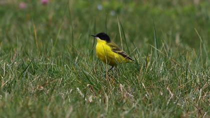 Western Yellow Wagtail