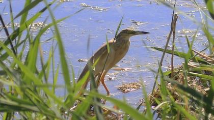 Squacco Heron