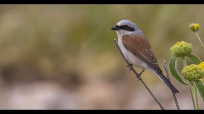 Red-backed Shrike