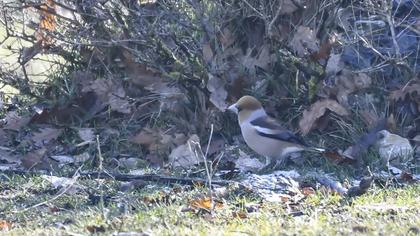 Hawfinch