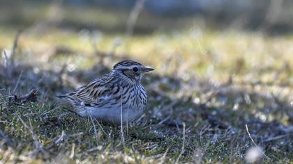 Woodlark