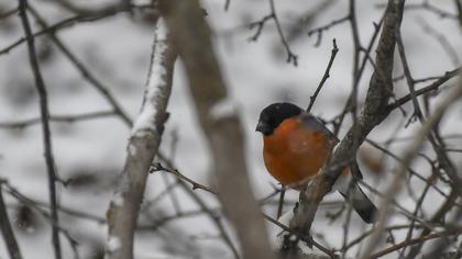 Eurasian Bullfinch