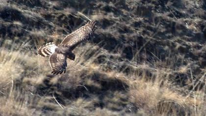 Hen Harrier