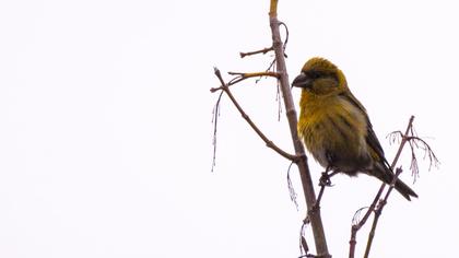 Red Crossbill