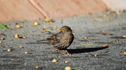 Common Blackbird