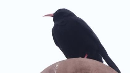 Red-billed Chough